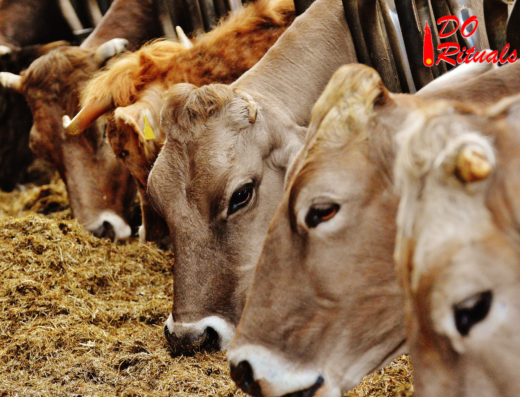 gau seva at jagannath puri